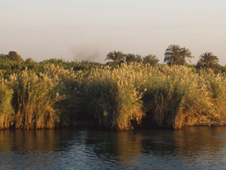Nile Bank Papyrus Reeds